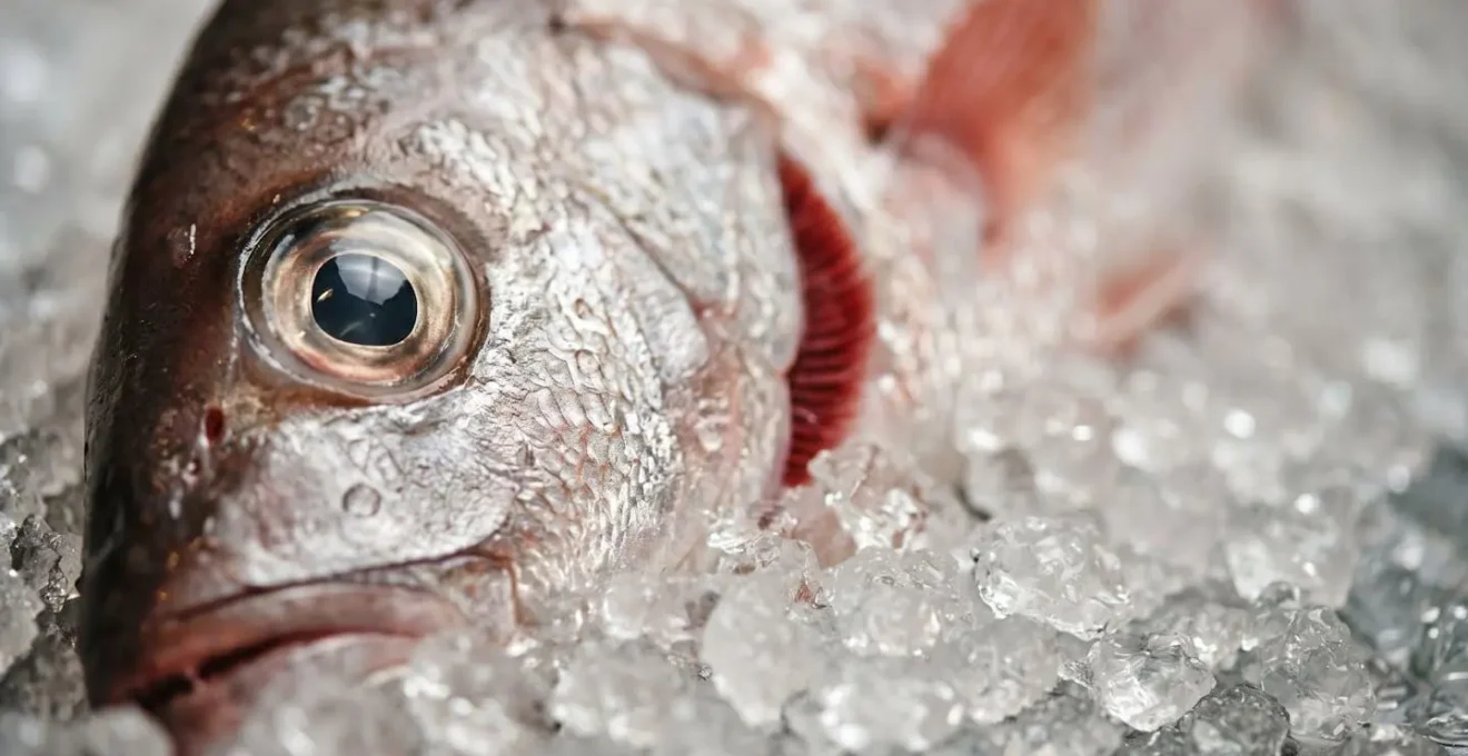 Gros plan macro sur l'œil brillant et les ouïes rouges d'un poisson frais posé sur de la glace